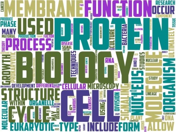 Cetology Wordart Print: Hand-Drawn Word Cloud Art