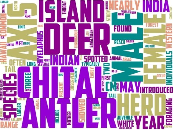 Chita Wordart Wallpaper